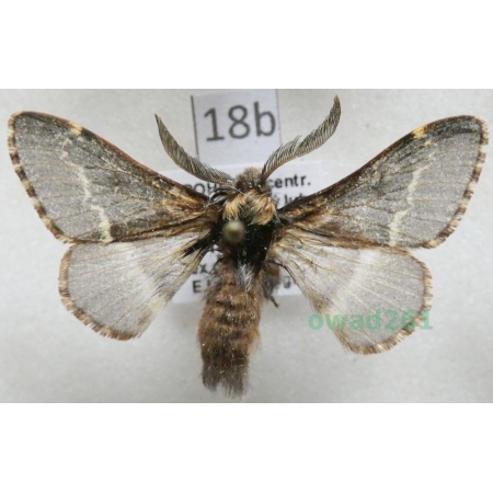 Poecilocampa populi (Linnaeus, 1758) male Barczatka osinówka Czech18b